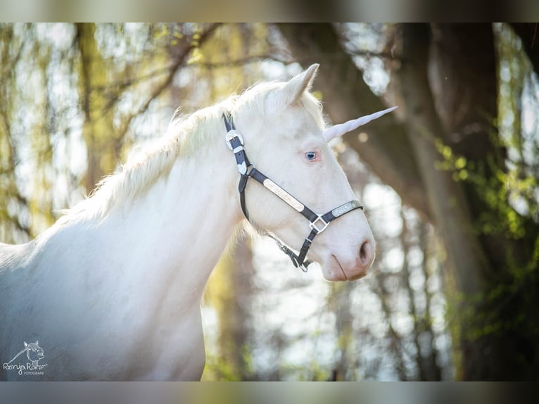American Paint Horse Merrie 3 Jaar 153 cm Gevlekt-paard in Danstedt