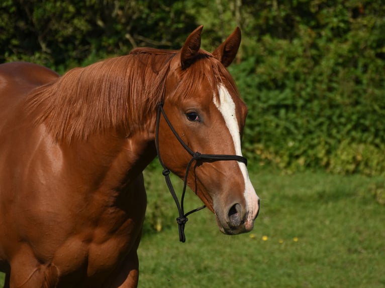 American Paint Horse Merrie 3 Jaar 153 cm Vos in Angeren