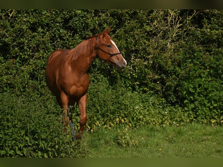 American Paint Horse Merrie 3 Jaar 153 cm Vos in Angeren