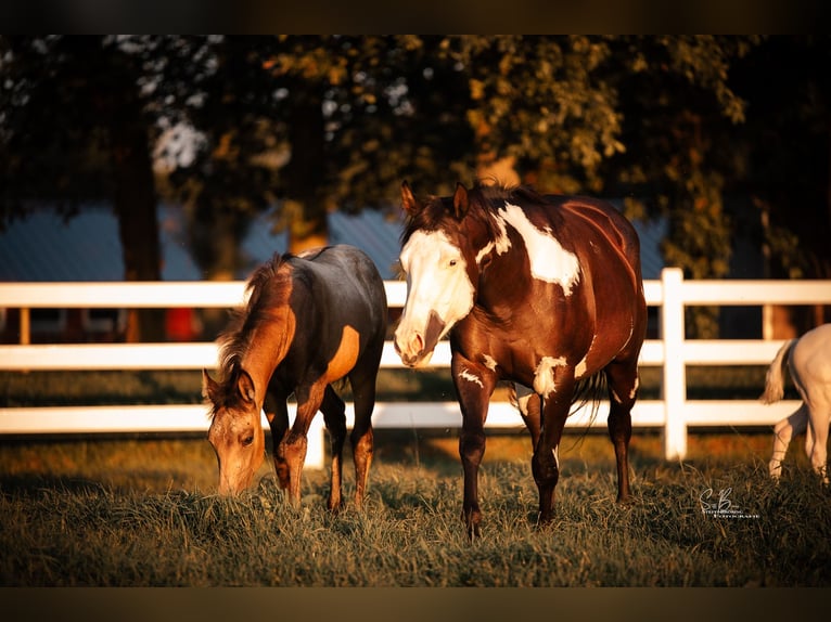 American Paint Horse Mix Merrie 3 Jaar 155 cm Buckskin in Oberhausen