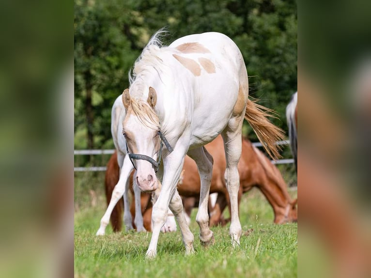 American Paint Horse Merrie 3 Jaar 155 cm Champagne in Buchbach