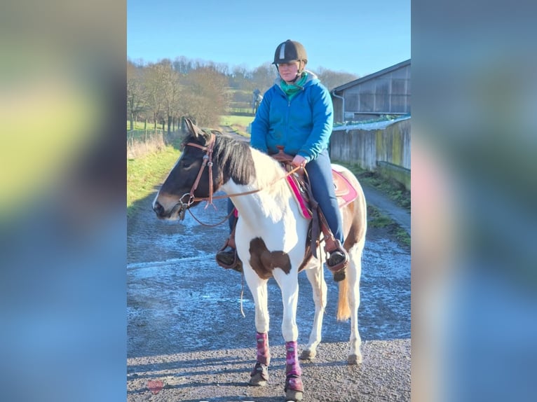 American Paint Horse Merrie 3 Jaar 155 cm Gevlekt-paard in Laubach