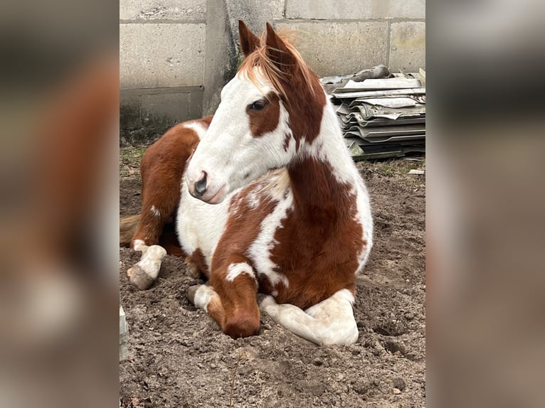 American Paint Horse Mix Merrie 3 Jaar 155 cm Overo-alle-kleuren in Zembschen