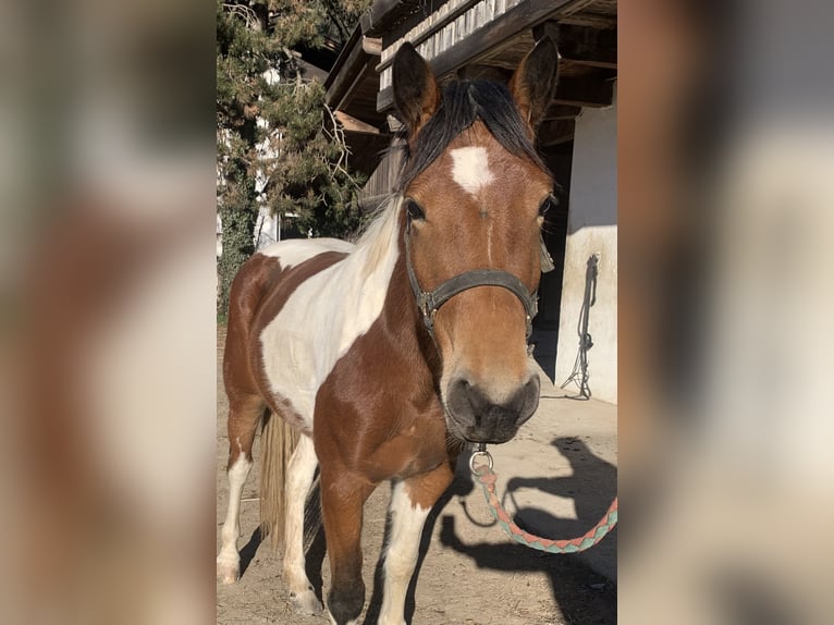 American Paint Horse Mix Merrie 3 Jaar 155 cm Tobiano-alle-kleuren in Walte