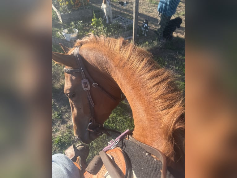 American Paint Horse Merrie 3 Jaar 155 cm Vos in Thodure