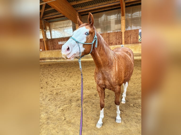 American Paint Horse Merrie 3 Jaar Donkere-vos in Elterlein