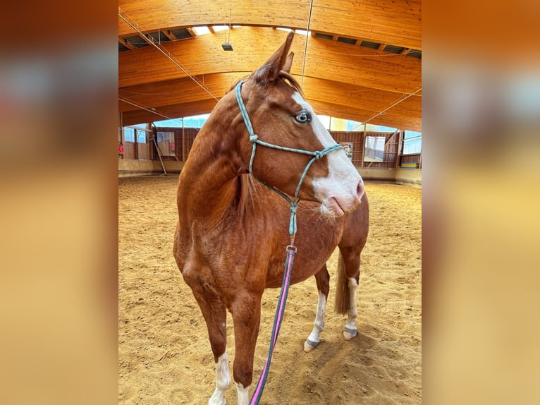 American Paint Horse Merrie 3 Jaar Donkere-vos in Elterlein