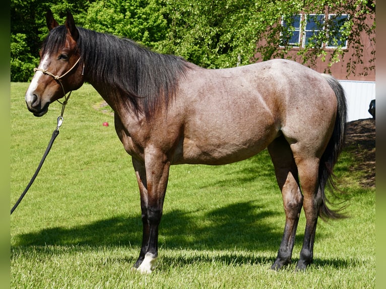 American Paint Horse Merrie 3 Jaar Roan-Bay in La Porte