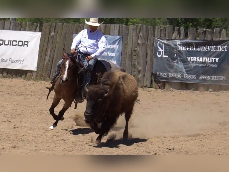 American Paint Horse Merrie 3 Jaar Roan-Bay in La Porte