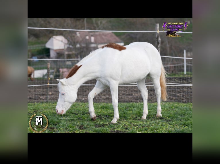 American Paint Horse Merrie 3 Jaar Roodvos in Italy
