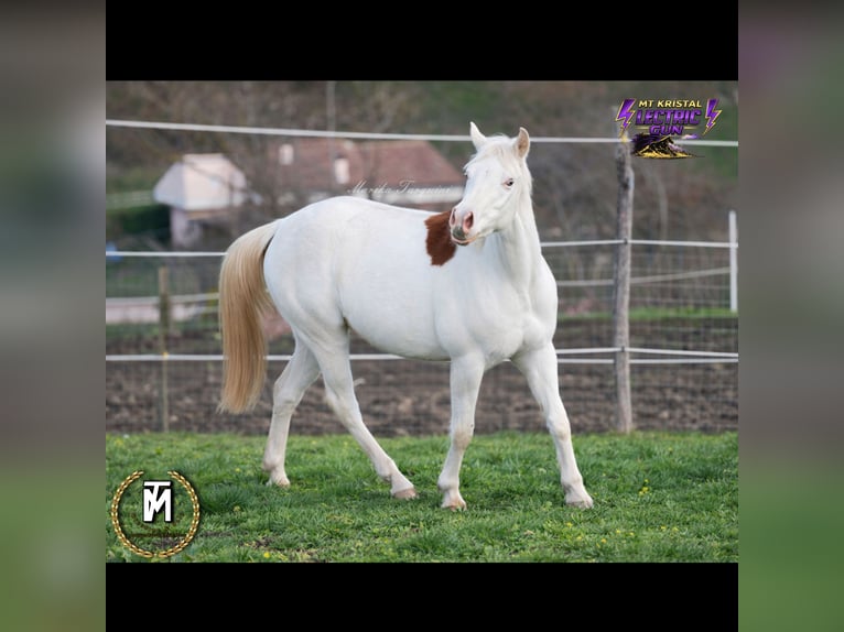 American Paint Horse Merrie 3 Jaar Roodvos in Italy