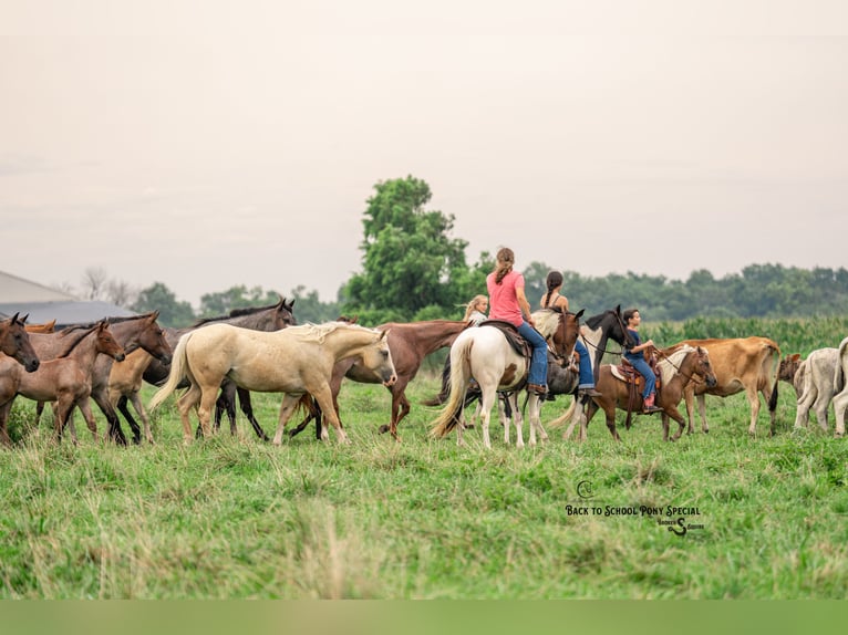 American Paint Horse Merrie 4 Jaar 137 cm Gevlekt-paard in Clover