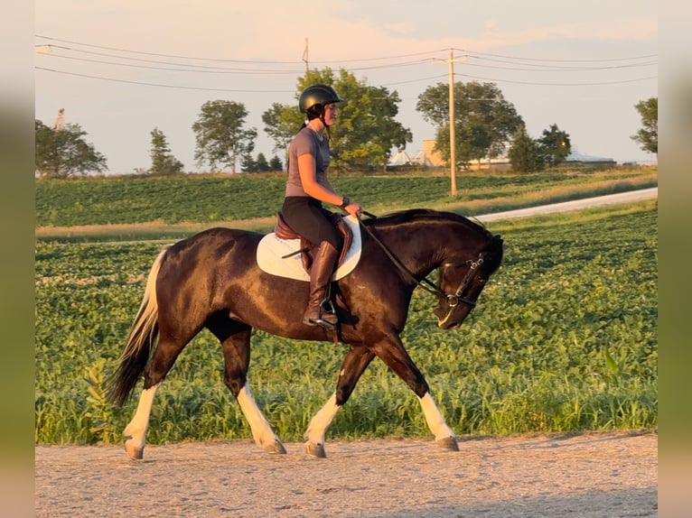 American Paint Horse Mix Merrie 4 Jaar 145 cm Gevlekt-paard in Ames