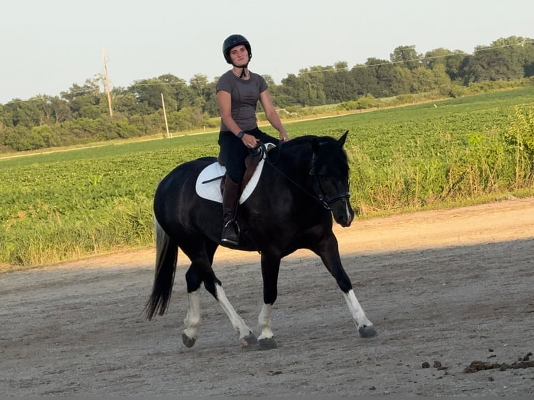 American Paint Horse Mix Merrie 4 Jaar 145 cm Gevlekt-paard in Ames