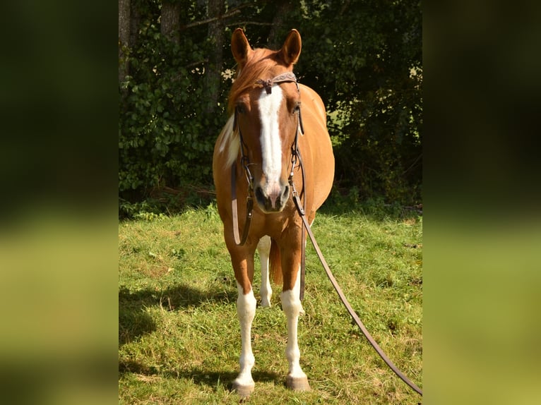 American Paint Horse Merrie 4 Jaar 145 cm Tobiano-alle-kleuren in Bommert