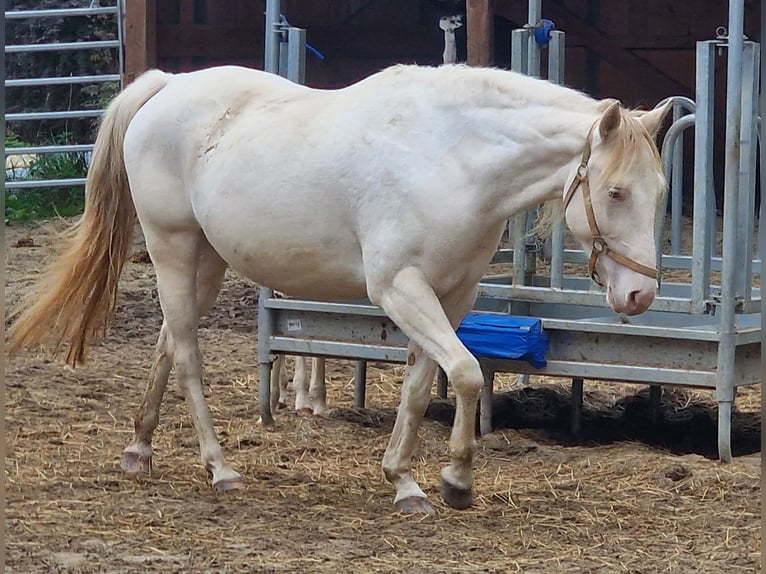 American Paint Horse Merrie 4 Jaar 146 cm Gevlekt-paard in Obertaufkirchen