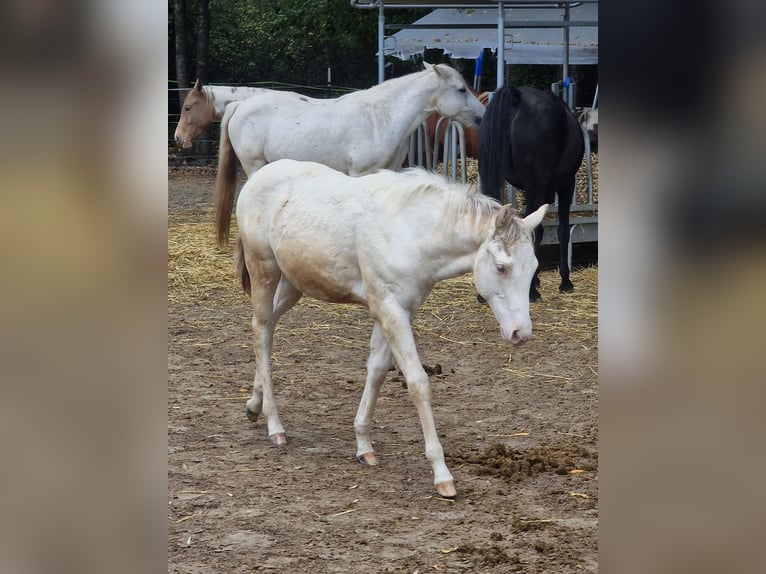 American Paint Horse Merrie 4 Jaar 146 cm Gevlekt-paard in Obertaufkirchen
