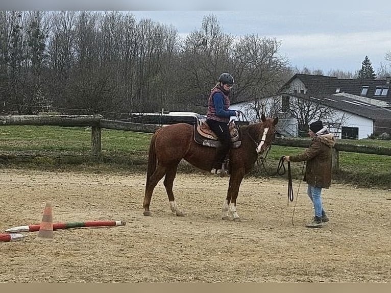 American Paint Horse Merrie 4 Jaar 147 cm Donkere-vos in Thomasreit