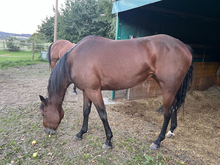 American Paint Horse Merrie 4 Jaar 148 cm Bruin in Lottstetten