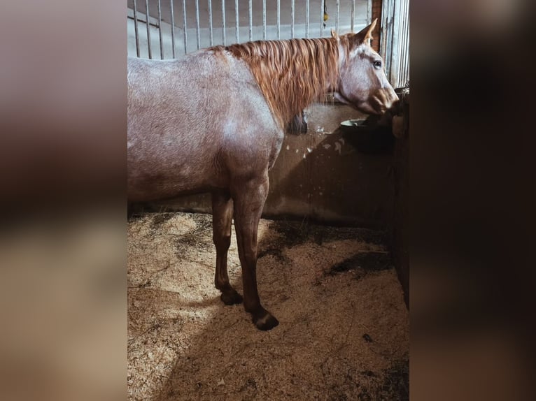 American Paint Horse Merrie 4 Jaar 148 cm Rabicano in Spodnji ivanjci