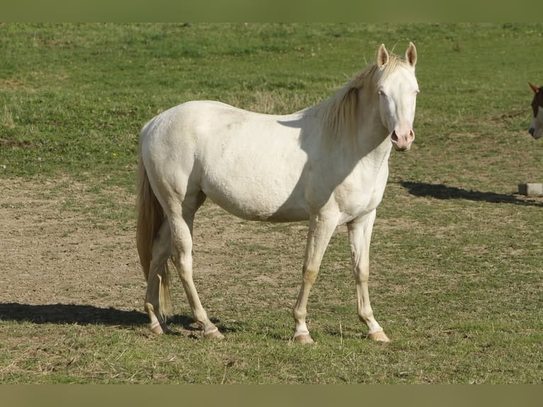 American Paint Horse Merrie 4 Jaar 150 cm Cremello in Warburg