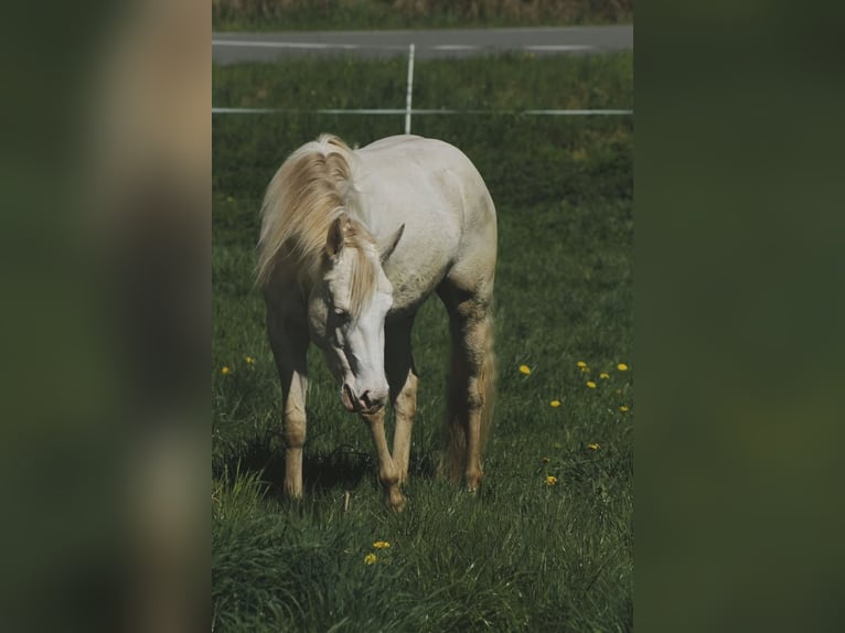 American Paint Horse Merrie 4 Jaar 150 cm Cremello in Warburg