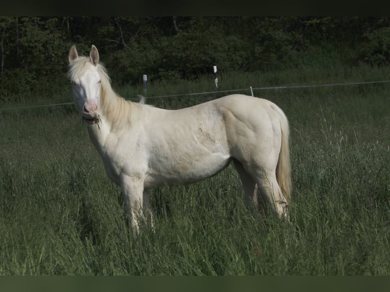 American Paint Horse Merrie 4 Jaar 150 cm Perlino in Warburg