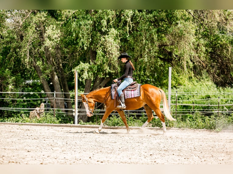 American Paint Horse Merrie 4 Jaar 150 cm Vos in Lampertheim