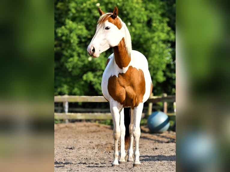 American Paint Horse Merrie 4 Jaar 151 cm Tobiano-alle-kleuren in Winschoten