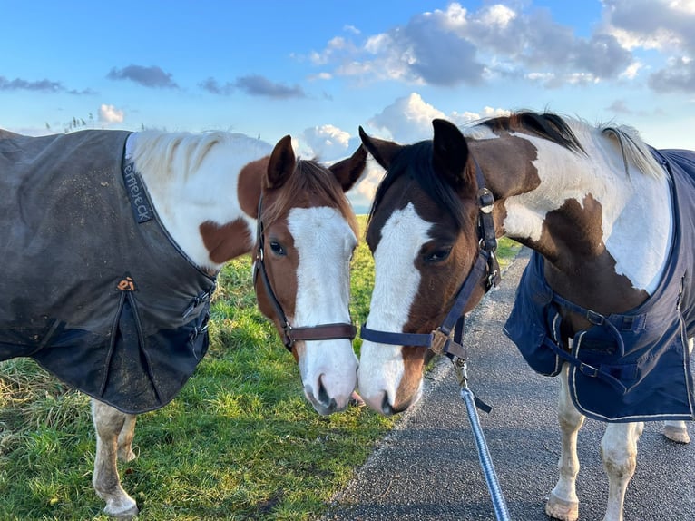 American Paint Horse Merrie 4 Jaar 151 cm Tobiano-alle-kleuren in Winschoten
