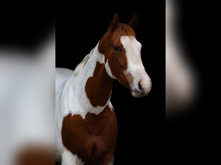 American Paint Horse Merrie 4 Jaar 151 cm Tobiano-alle-kleuren in Winschoten