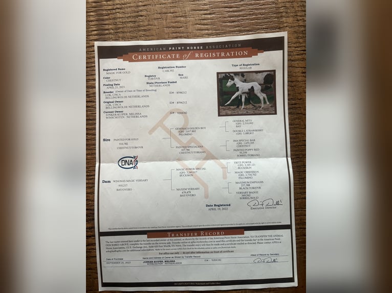 American Paint Horse Merrie 4 Jaar 151 cm Tobiano-alle-kleuren in Winschoten