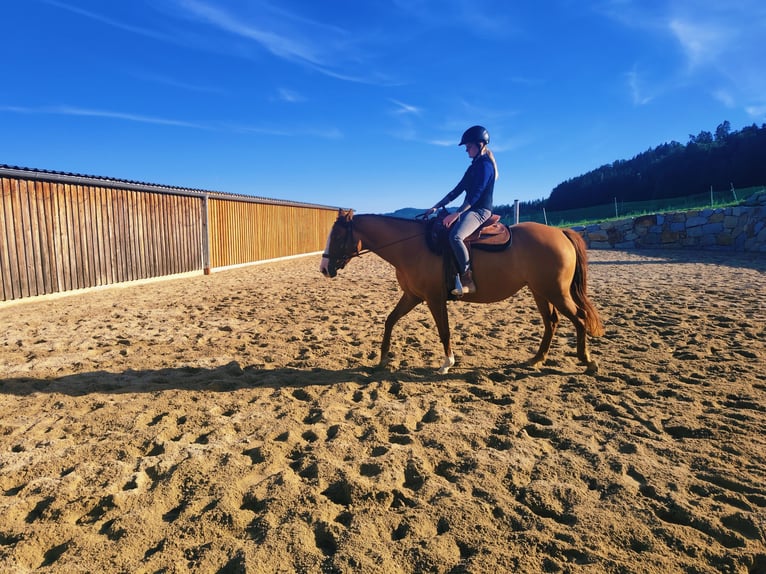 American Paint Horse Merrie 4 Jaar 155 cm Red Dun in Kefermarkt