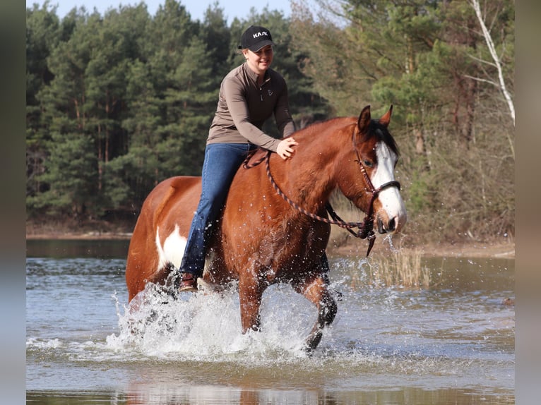 American Paint Horse Mix Merrie 4 Jaar 155 cm Tobiano-alle-kleuren in Oberhausen