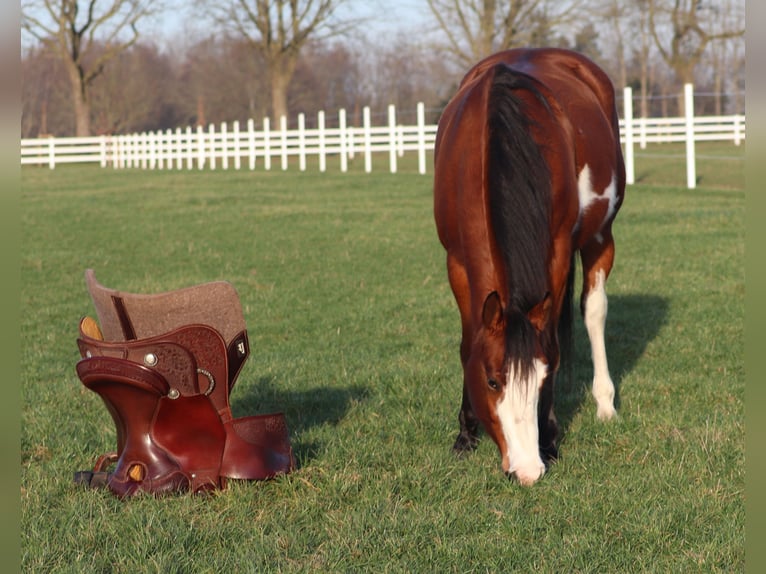 American Paint Horse Mix Merrie 4 Jaar 155 cm Tobiano-alle-kleuren in Oberhausen