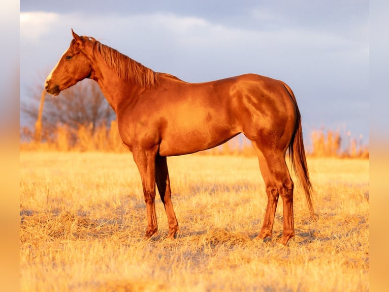 American Paint Horse Merrie 4 Jaar 170 cm Roodvos in Edmond