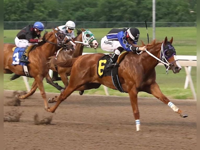 American Paint Horse Merrie 4 Jaar 170 cm Roodvos in Edmond