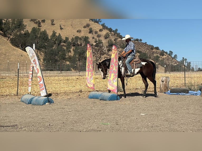 American Paint Horse Merrie 4 Jaar Overo-alle-kleuren in Tres Pinos
