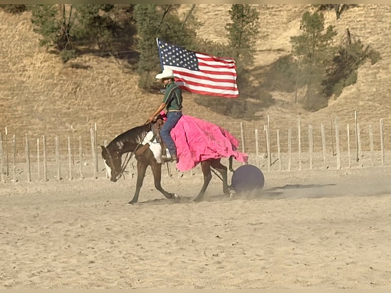 American Paint Horse Merrie 4 Jaar Overo-alle-kleuren in Tres Pinos