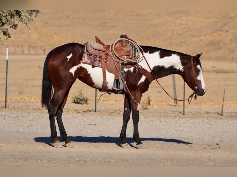 American Paint Horse Merrie 4 Jaar Overo-alle-kleuren in Tres Pinos