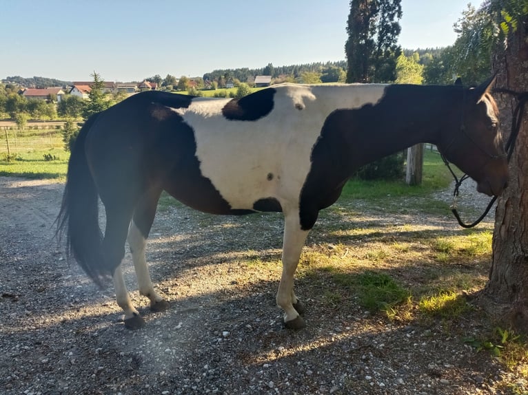 American Paint Horse Merrie 4 Jaar Tobiano-alle-kleuren in Pichling bei Stainz