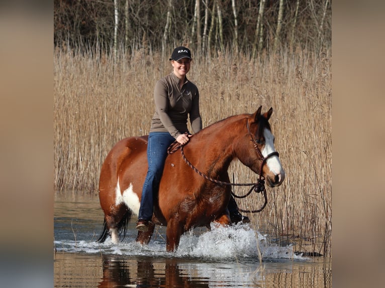 American Paint Horse Mix Merrie 4 Jaar Tobiano-alle-kleuren in Oberhausen