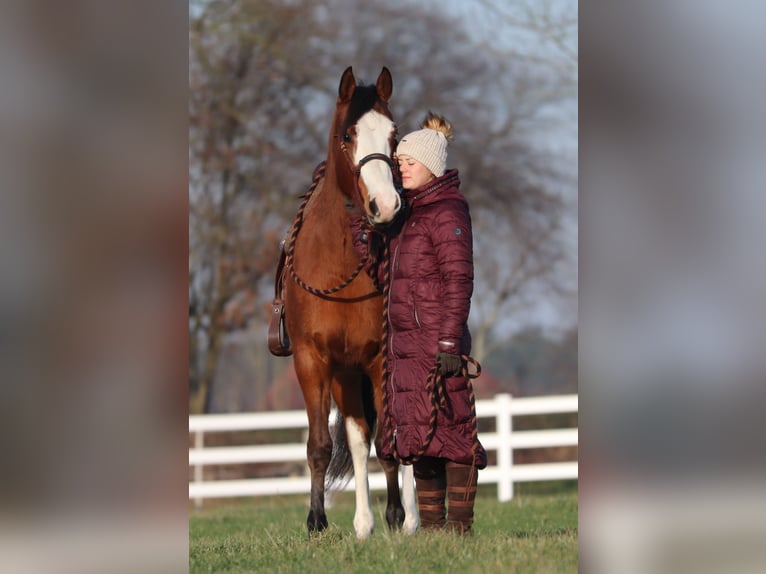 American Paint Horse Mix Merrie 4 Jaar Tobiano-alle-kleuren in Oberhausen