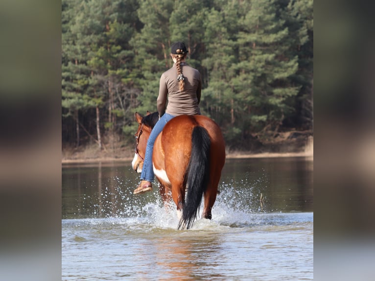 American Paint Horse Mix Merrie 4 Jaar Tobiano-alle-kleuren in Oberhausen
