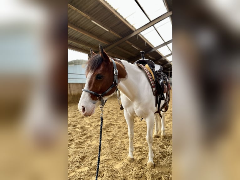 American Paint Horse Merrie 5 Jaar 137 cm Tobiano-alle-kleuren in Schinveld