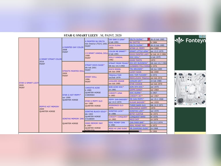American Paint Horse Merrie 5 Jaar 137 cm Tobiano-alle-kleuren in Schinveld