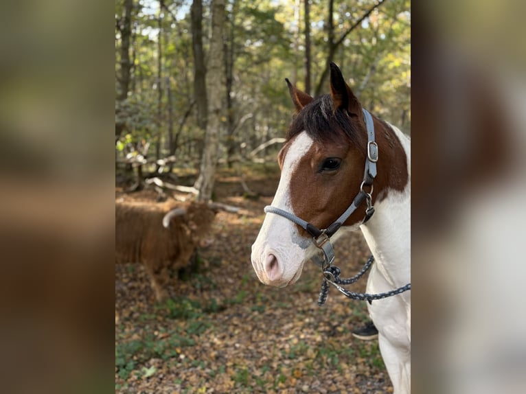 American Paint Horse Merrie 5 Jaar 137 cm Tobiano-alle-kleuren in Schinveld