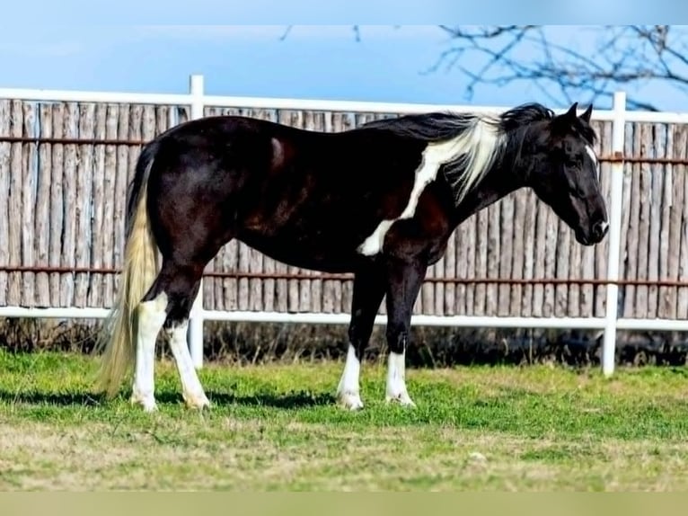 American Paint Horse Merrie 5 Jaar 145 cm Overo-alle-kleuren in Weatherford Tx