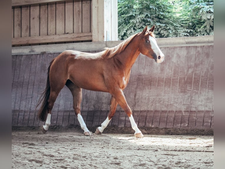 American Paint Horse Merrie 5 Jaar 146 cm Vos in Haldenwang
