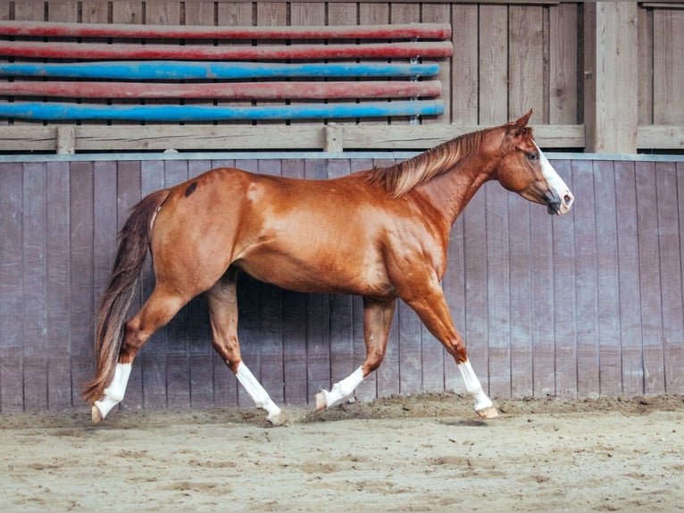 American Paint Horse Merrie 5 Jaar 146 cm Vos in Haldenwang